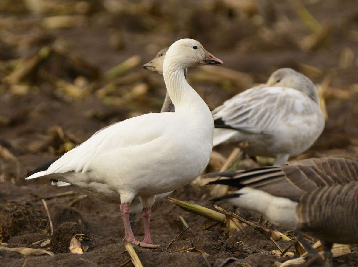 Snow Goose - Christopher Clark