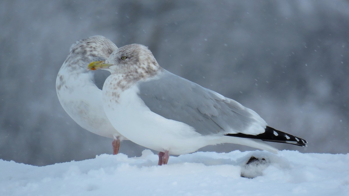 Herring Gull (American) - Eastern Ontario Birding