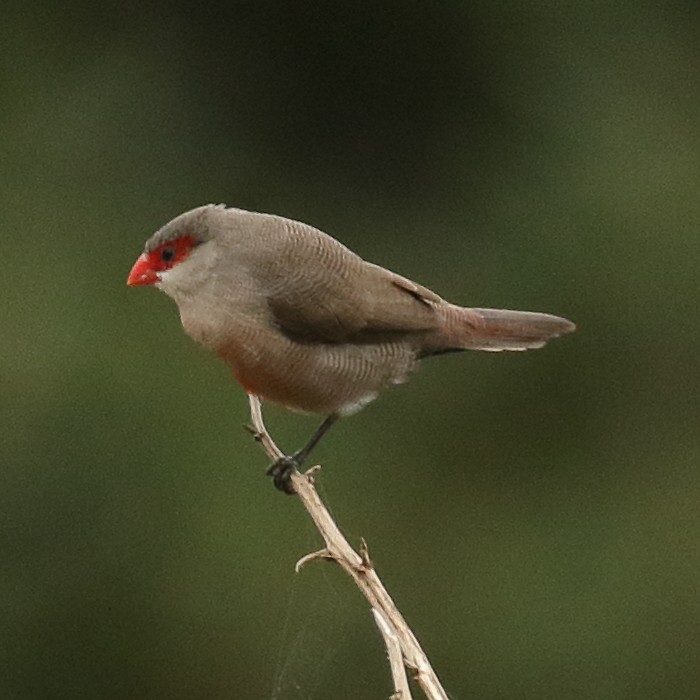 Common Waxbill - ML125704111