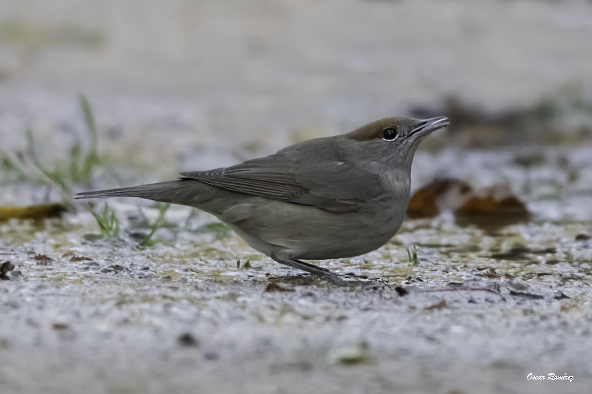 Eurasian Blackcap - ML125704621