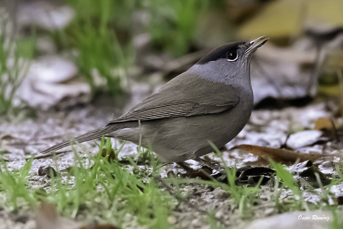 Eurasian Blackcap - ML125704631
