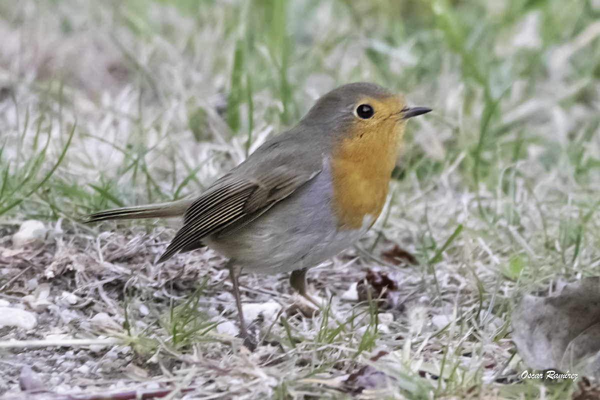 European Robin - ML125704671