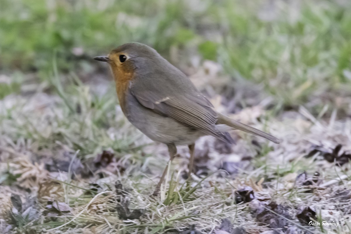 European Robin - ML125704701
