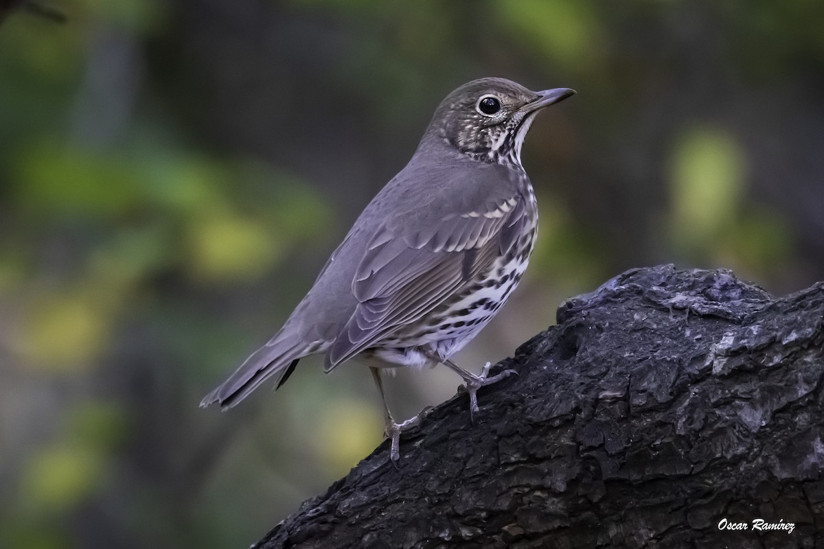 Song Thrush - ML125704831