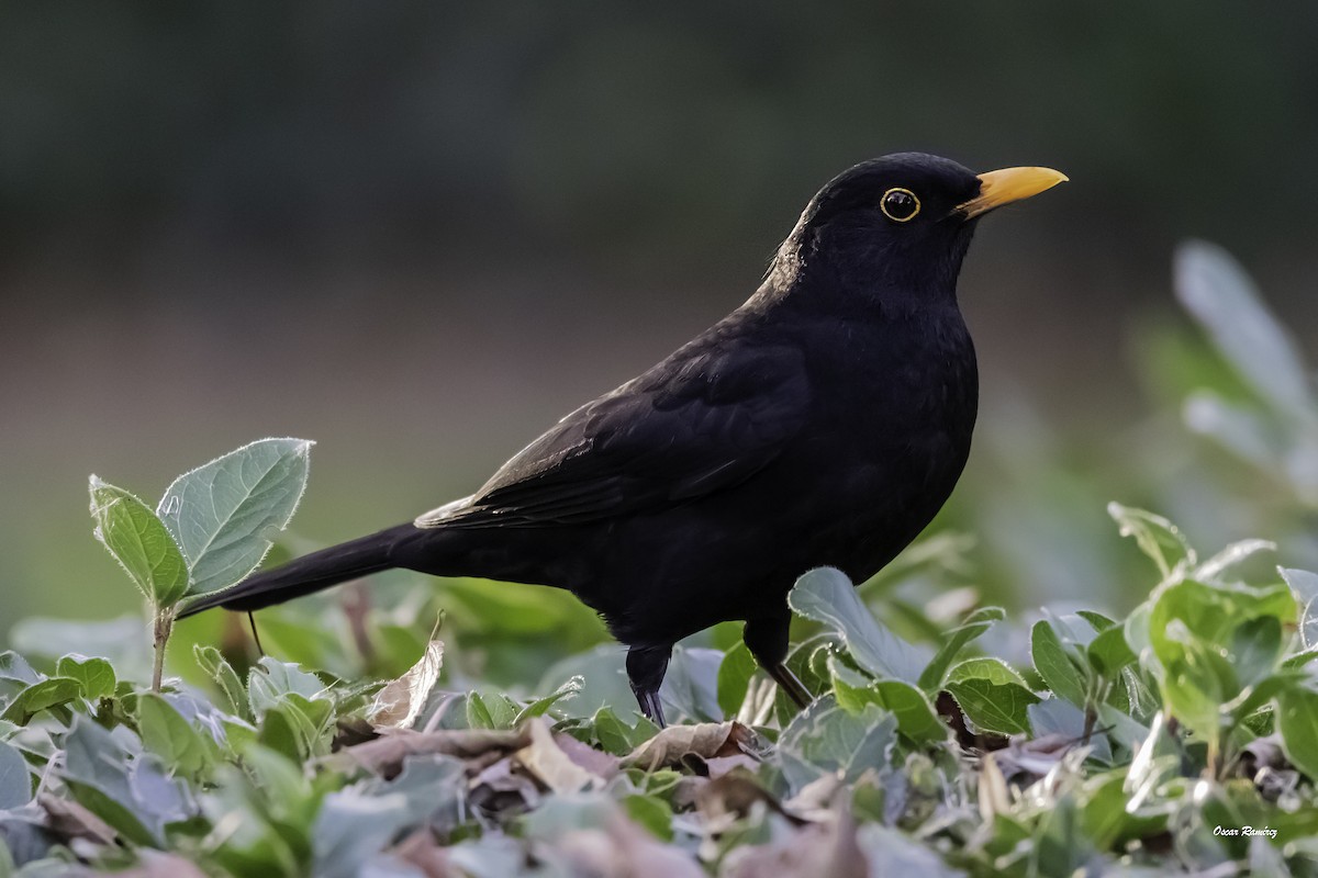 Eurasian Blackbird - ML125704901
