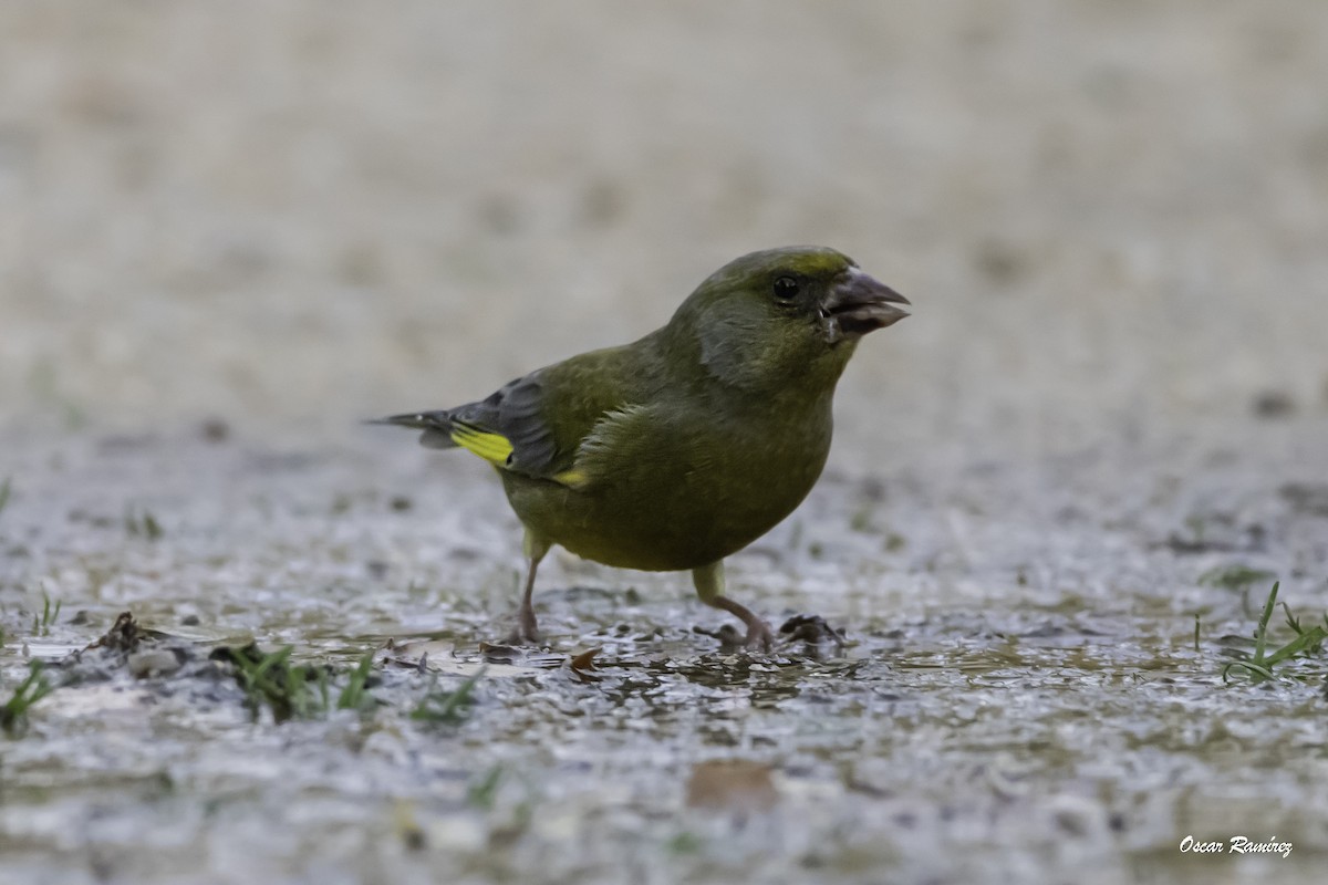 European Greenfinch - ML125705211