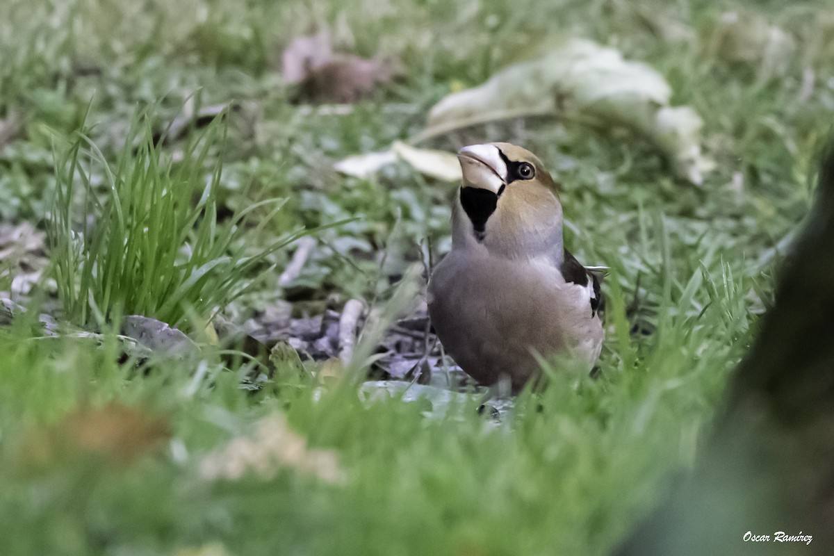 Hawfinch - ML125705531