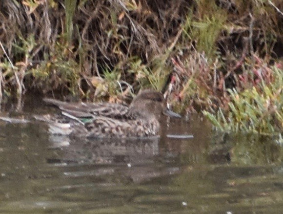 Green-winged Teal - ML125705571