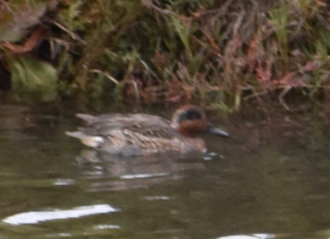 Green-winged Teal - ML125705581