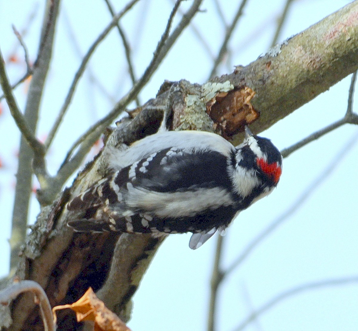 Downy Woodpecker - ML125705921