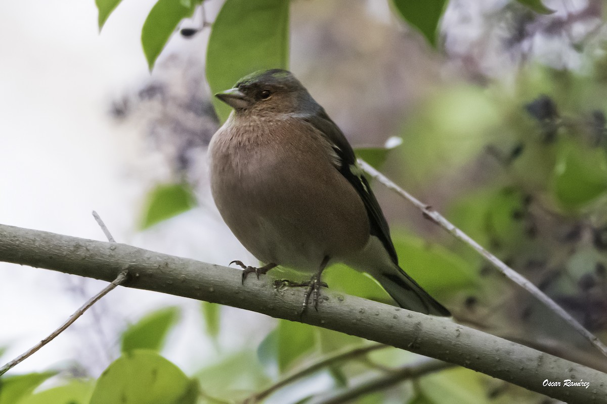 Common Chaffinch - ML125707771