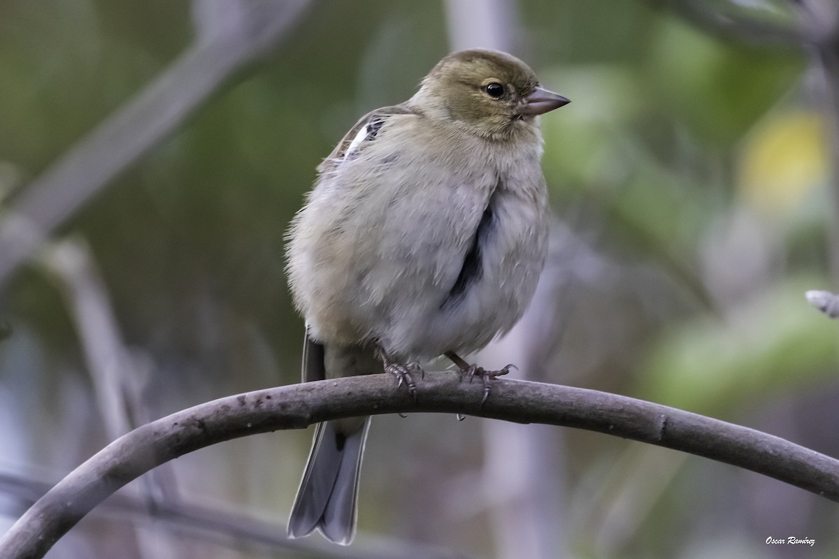 Common Chaffinch - ML125707951