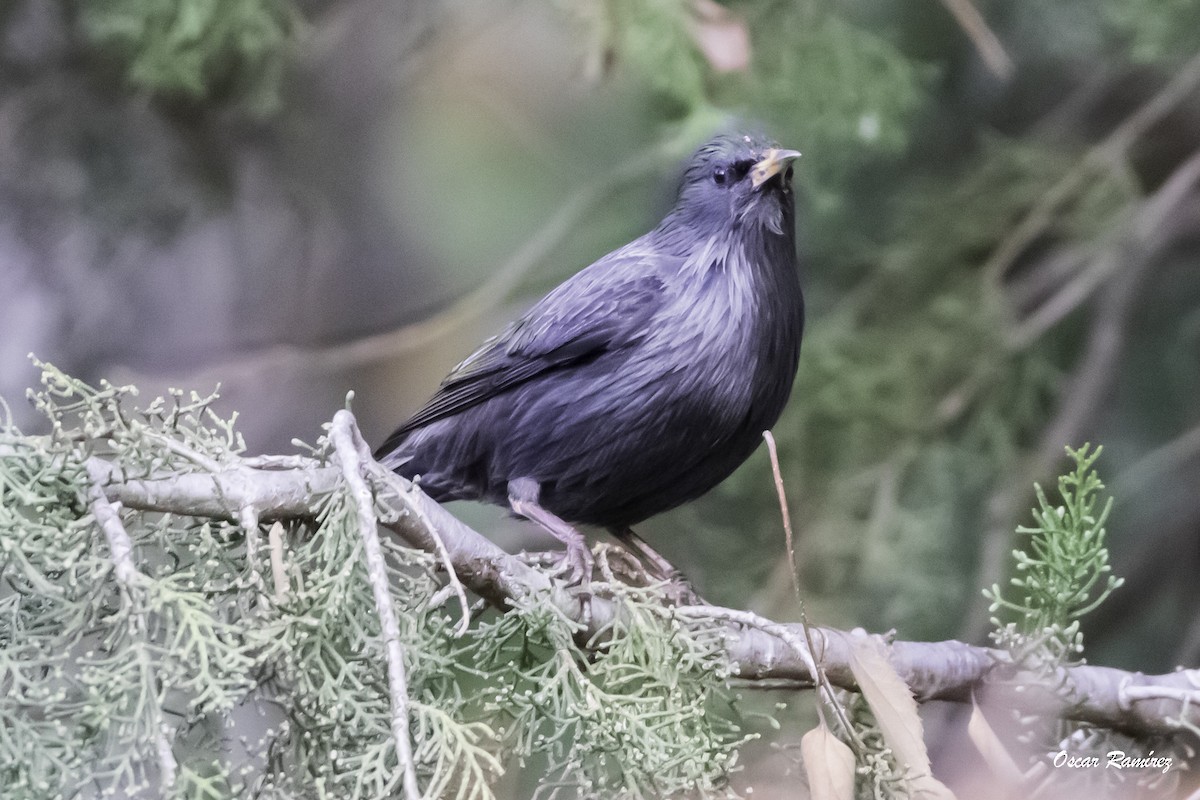 Spotless Starling - ML125708131