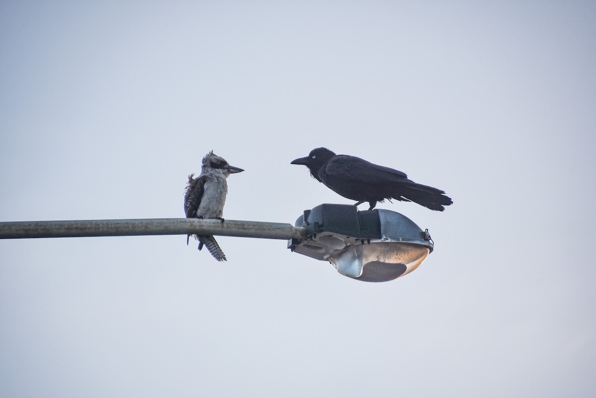 Laughing Kookaburra - ML125709041