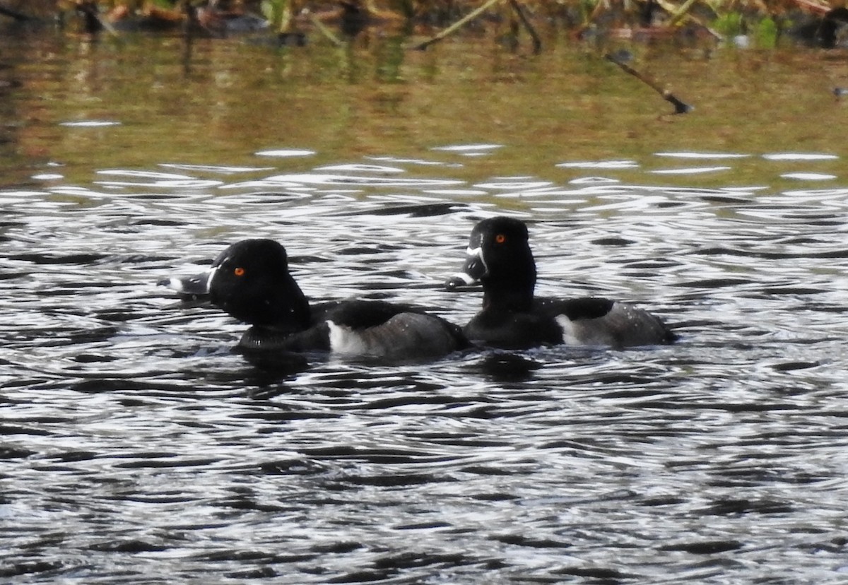 Ring-necked Duck - ML125709591