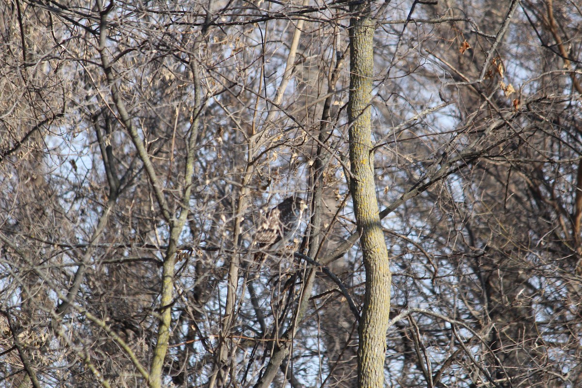 Red-shouldered Hawk - Charlotte Croshaw