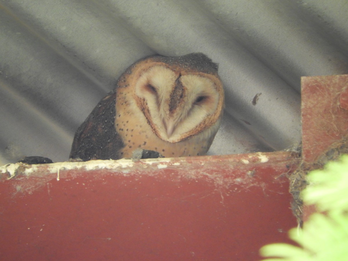 Barn Owl - ML125710271