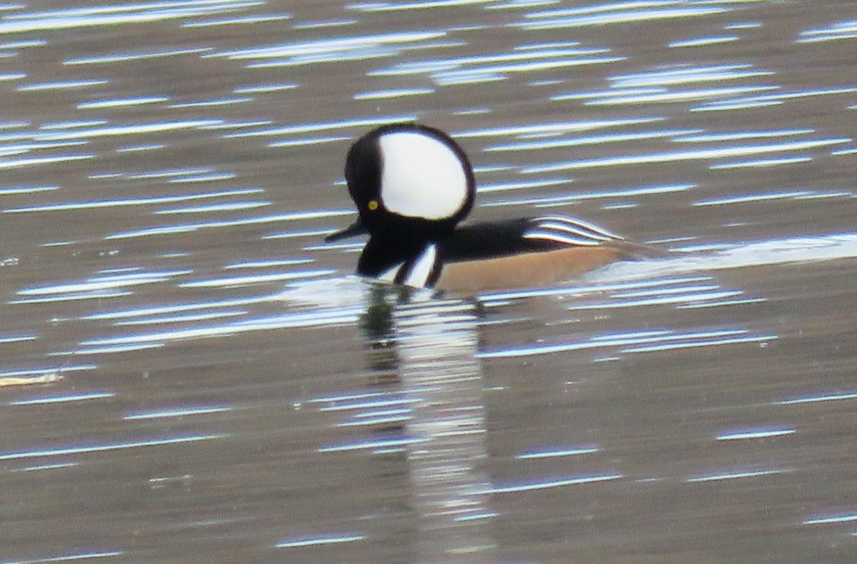 Hooded Merganser - ML125710611