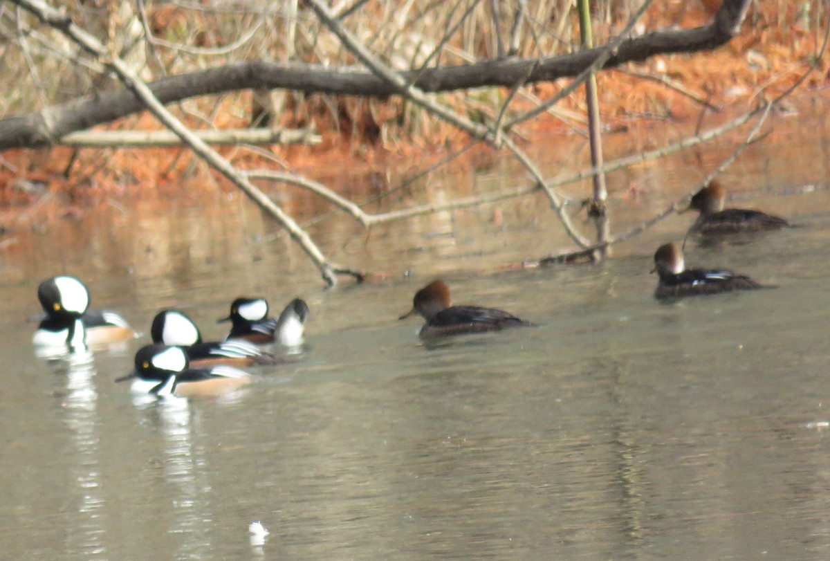 Hooded Merganser - ML125710631