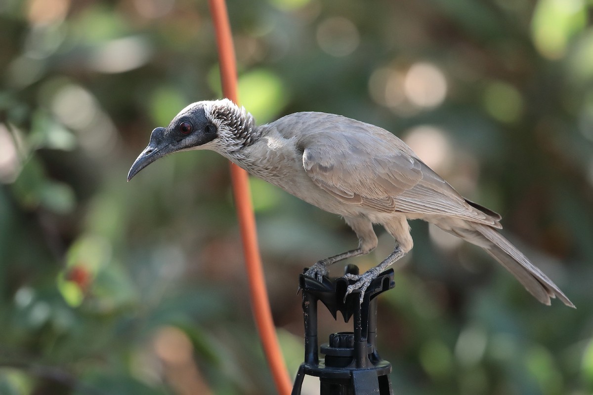 Silver-crowned Friarbird - ML125710741
