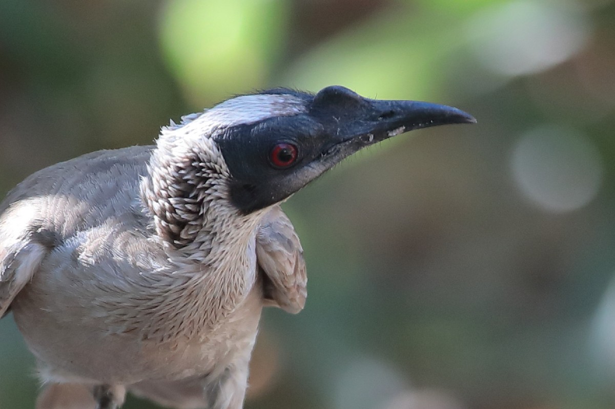 Silver-crowned Friarbird - ML125710861