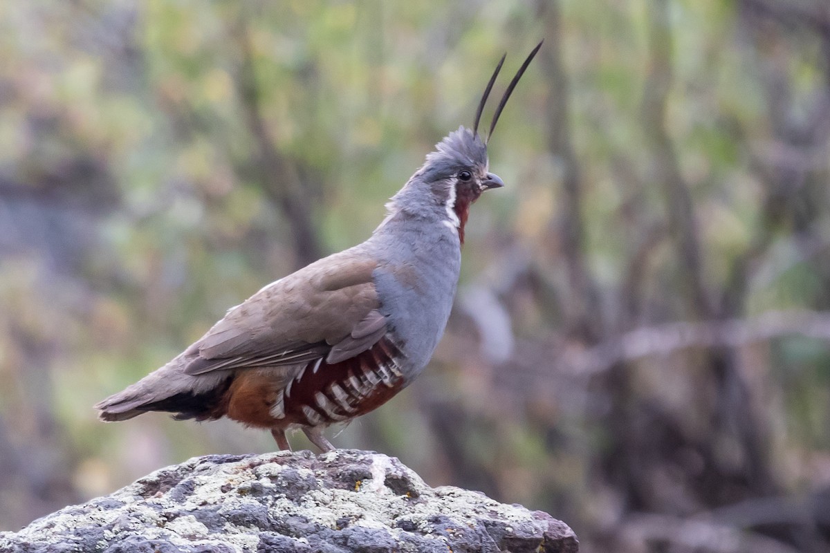 Mountain Quail - ML125713351