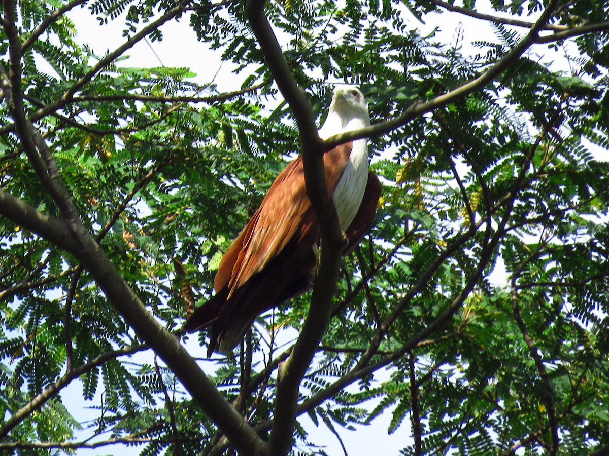 Brahminy Kite - Angela Christine Chua