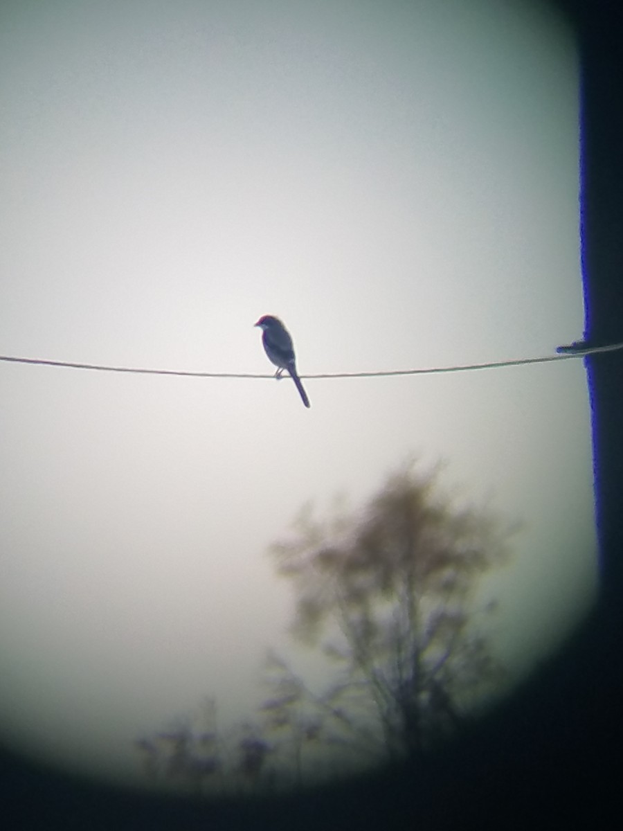 Loggerhead Shrike - ML125714891