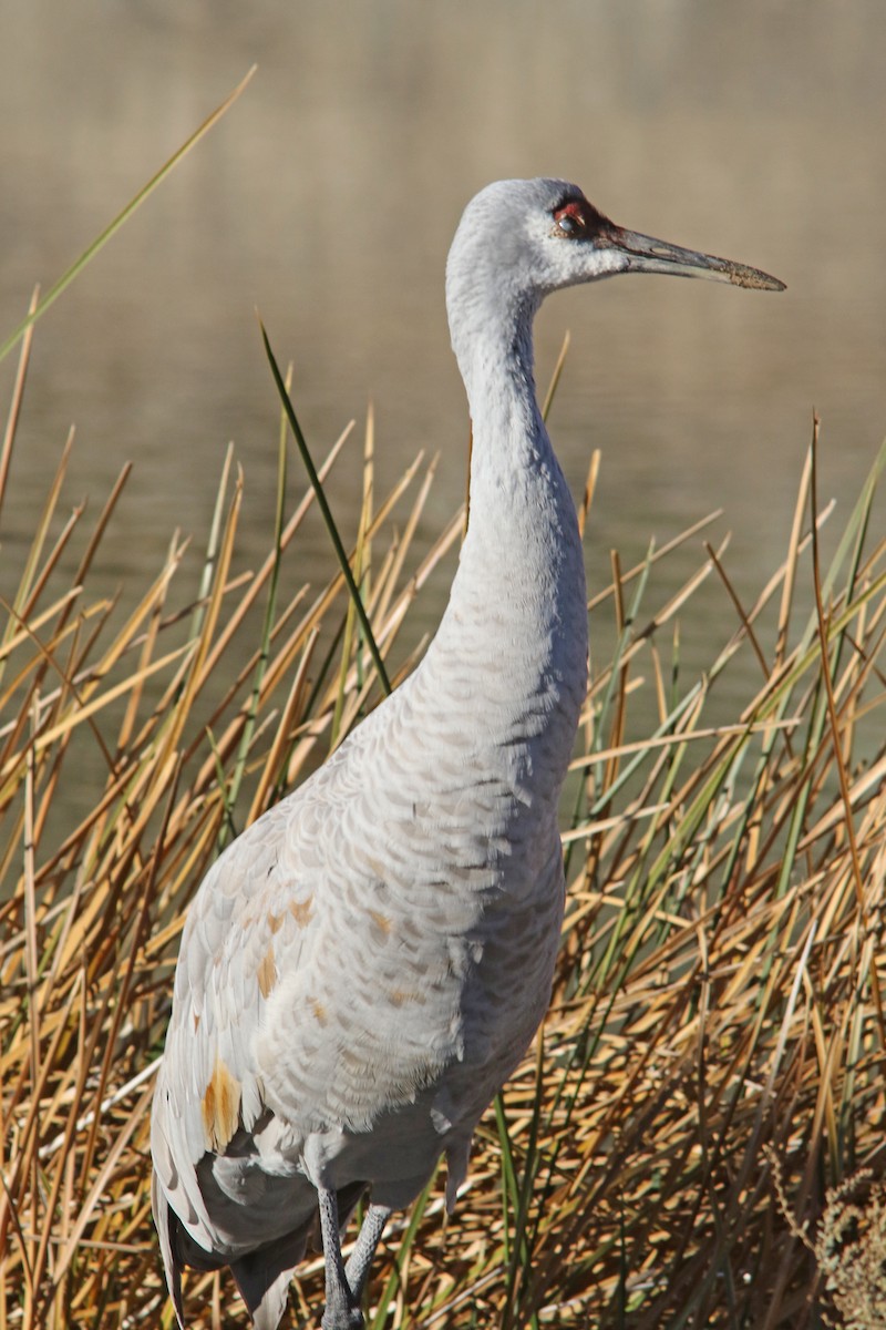 Sandhill Crane - ML125716261