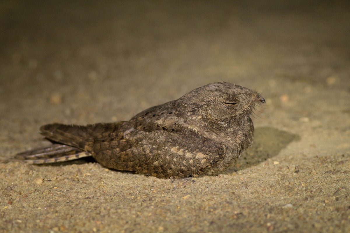 Plain Nightjar - ML125718151