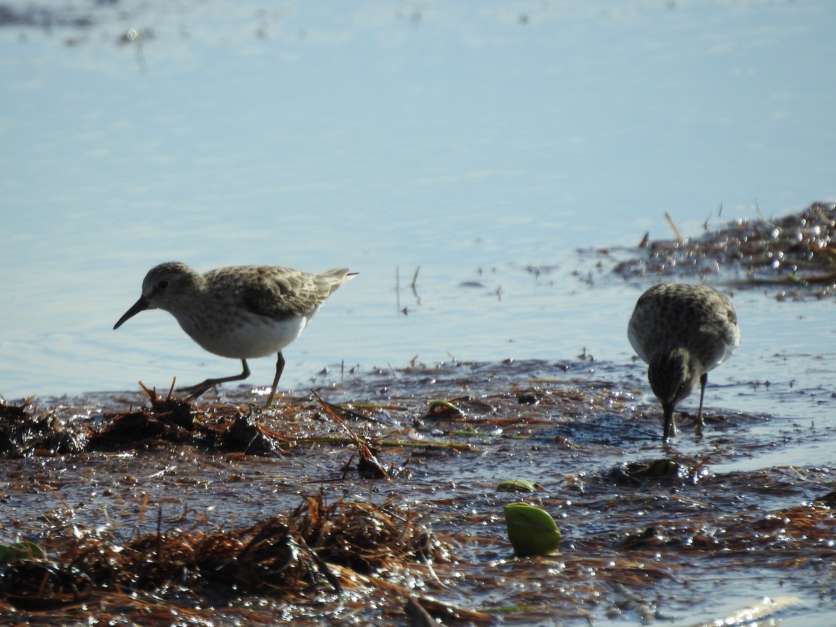 Least Sandpiper - ML125718551