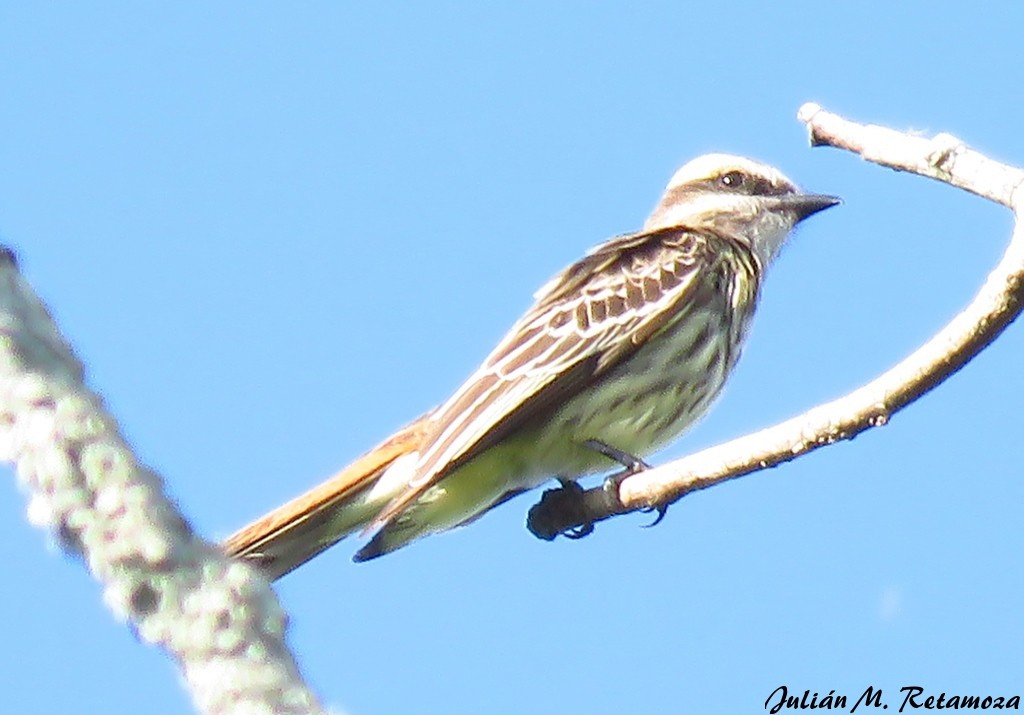 Variegated Flycatcher - ML125722501