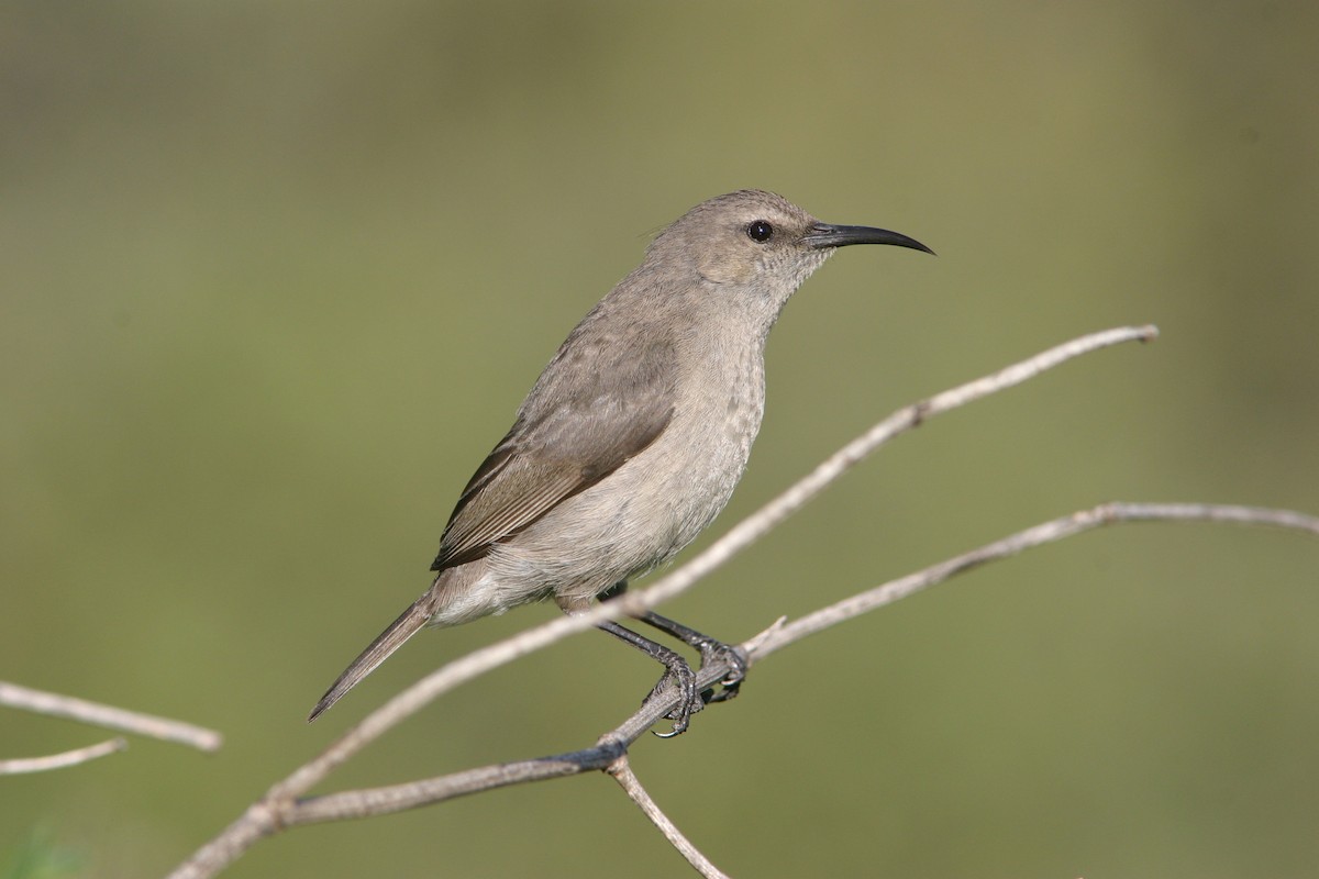 Southern Double-collared Sunbird - Don Roberson