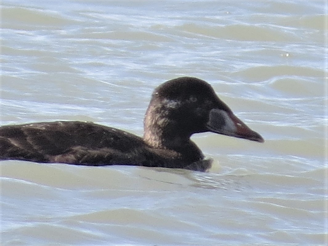 Surf Scoter - ML125726001