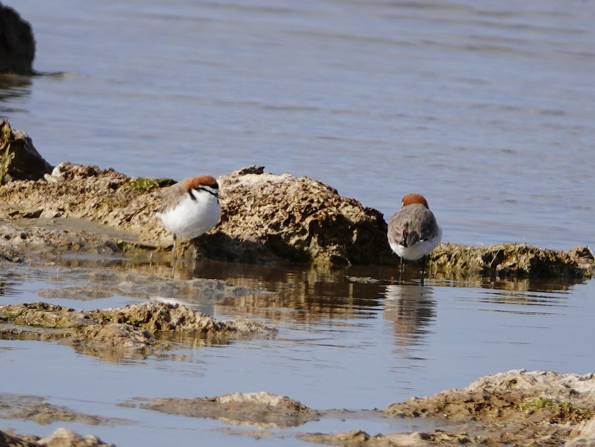 Red-capped Plover - ML125726671