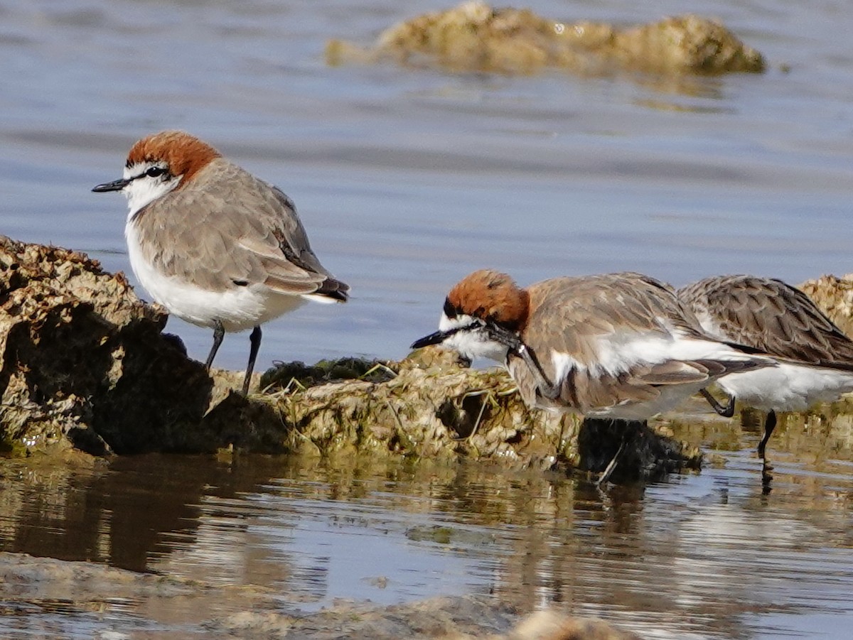 Red-capped Plover - ML125726721