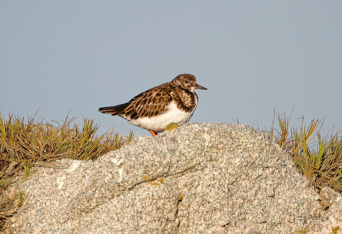 Ruddy Turnstone - ML125727041