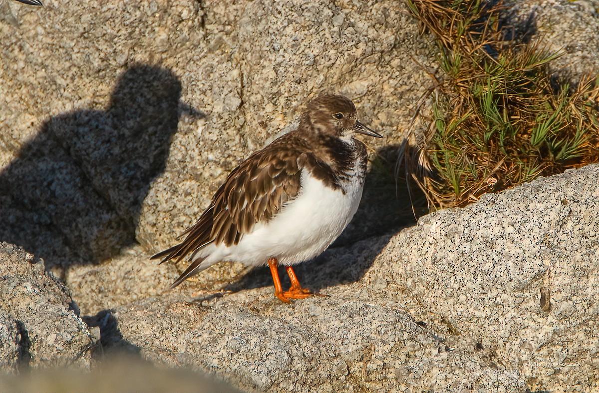 Ruddy Turnstone - Lyndie Mason Warner