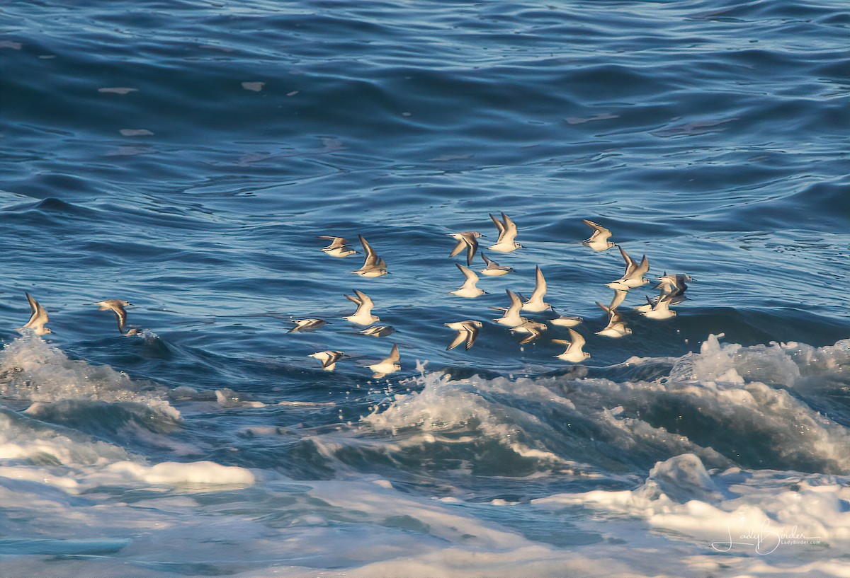 Sanderling - ML125727921