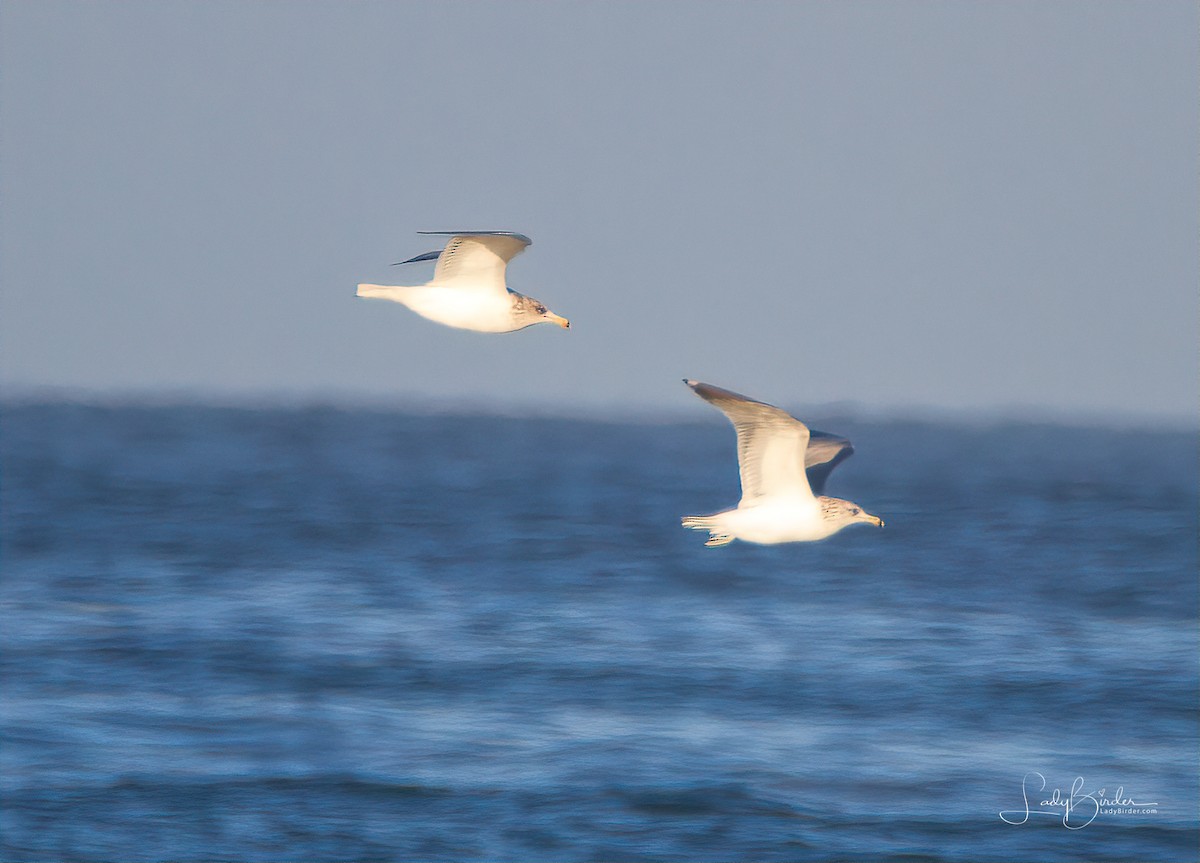 California Gull - ML125727941