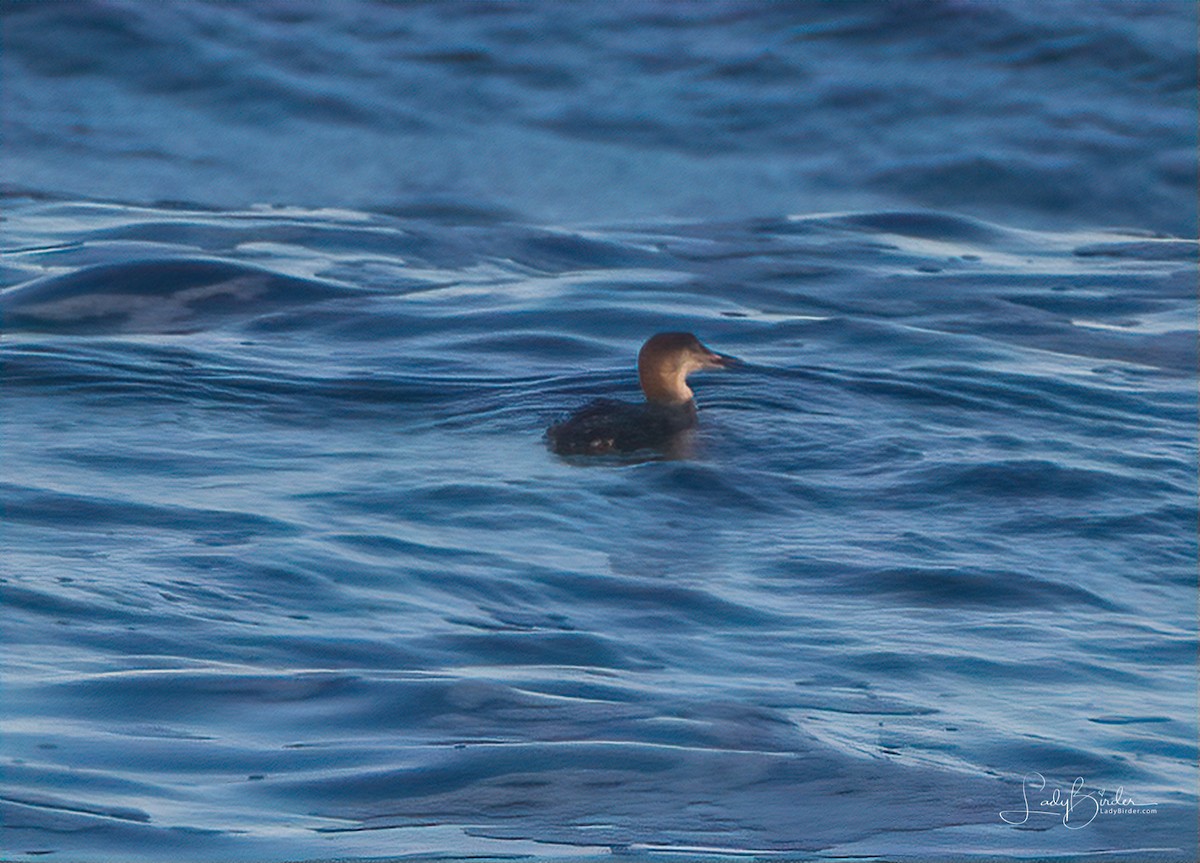 Common Loon - ML125728021