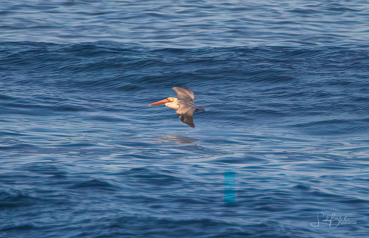 Brown Pelican - ML125728101