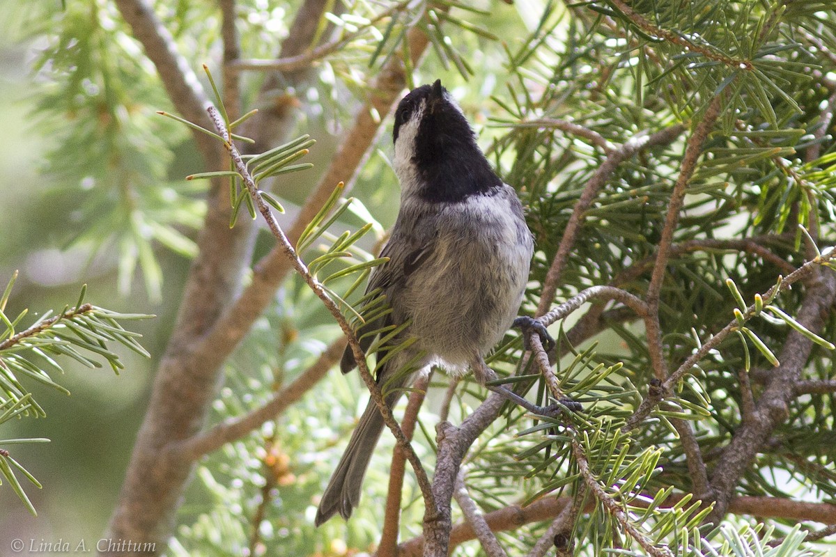 Mexican Chickadee - ML125728981