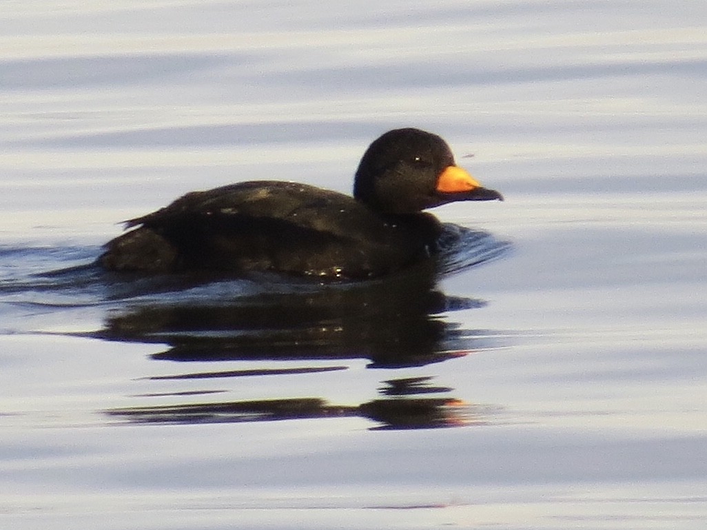 Black Scoter - ML125729321