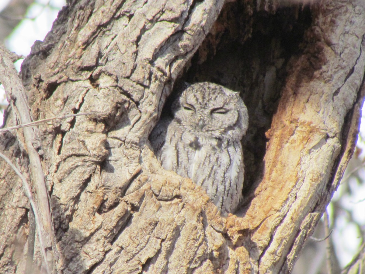 Western Screech-Owl - ML125729481