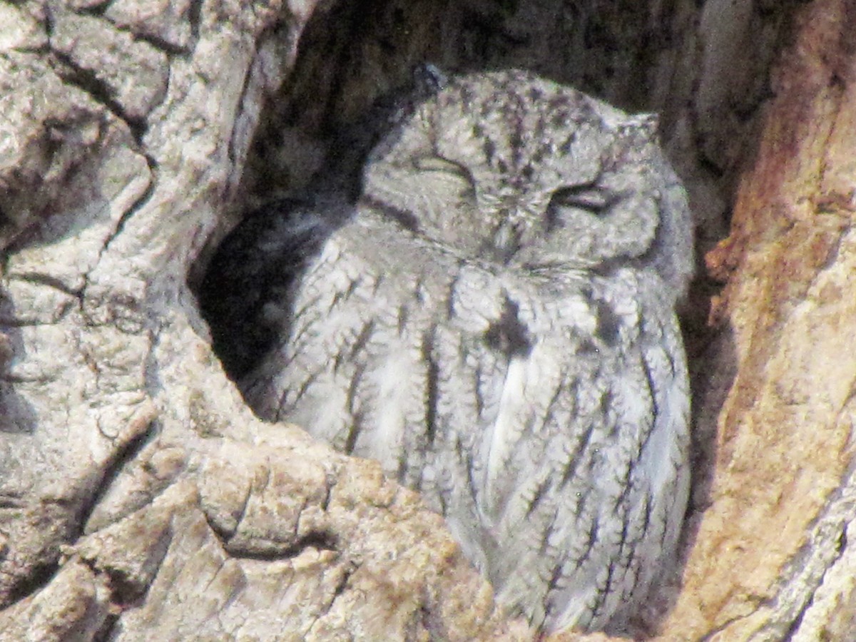 Western Screech-Owl - ML125729491