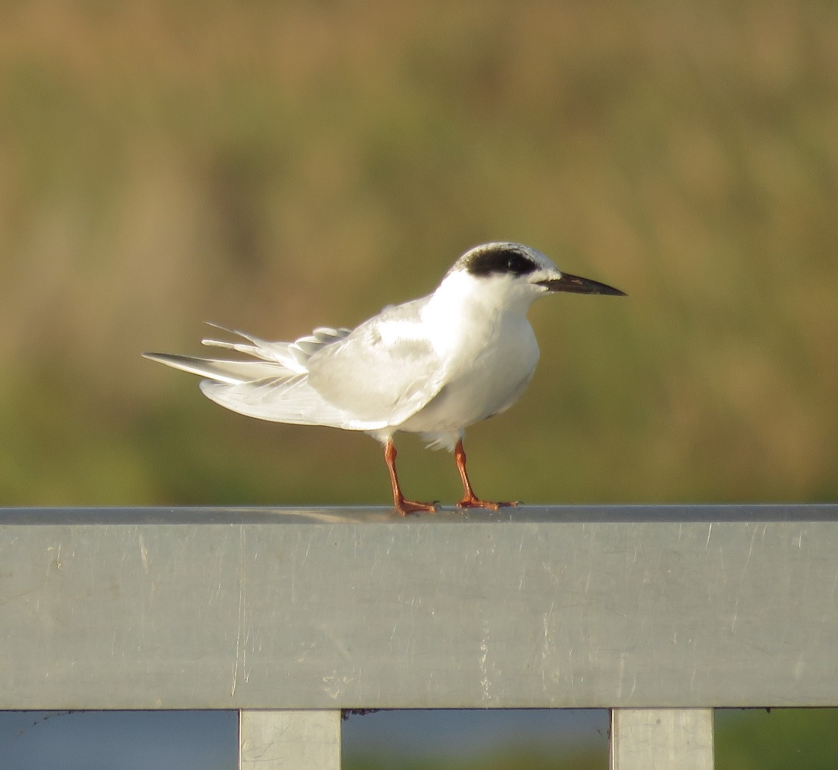 Forster's Tern - ML125731421