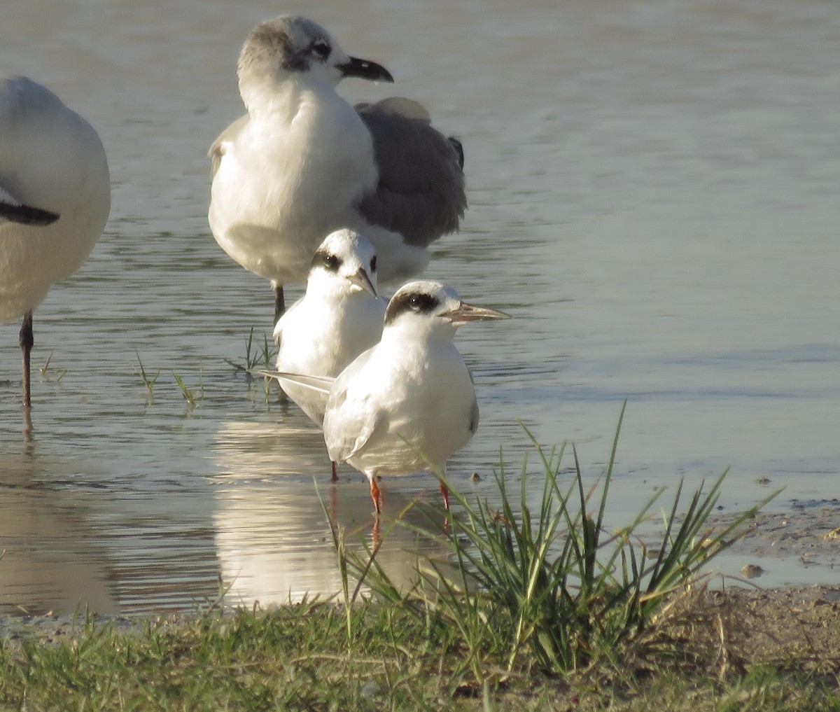 Forster's Tern - ML125731501