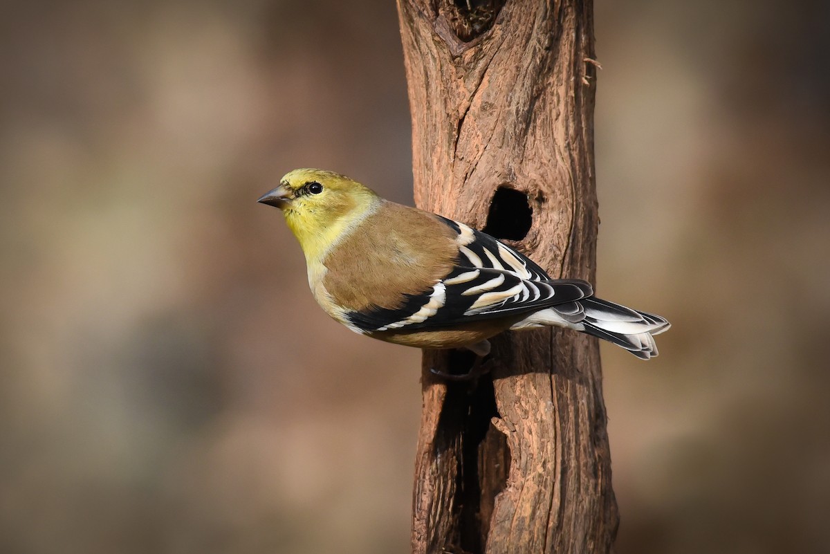 American Goldfinch - Scott Martin