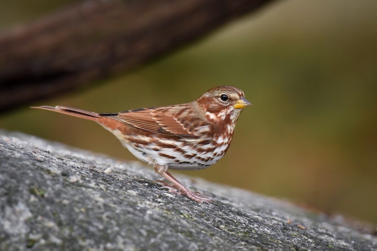 Fox Sparrow - ML125733281